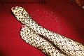Foto Annunci Mistress Imperia Dottoressa De Sade - 38