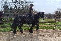 Foto Annunci Trans Treviso Valeria - 74