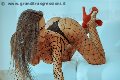 Foto Annunci Transescort Benevento Alessandra Fogaca - 27