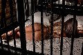 Foto Annunci Transescort Parma Bruna Xxl - 55