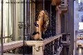 Foto Annunci Transescort San Gallo Rayca - 236